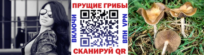 Псилоцибиновые грибы Magic Shrooms  нарко площадка состав  Кадников 